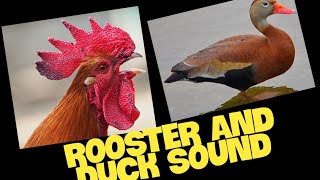 Rooster crowing sound loud and Duck sound effect quak quak sound kukuruko sound [upl. by Frodeen]