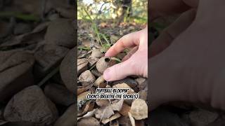 Puffball Bloopin’ don’t breathe the spores Lycoperdon aka “Wolf Farts” lastofus prometheus [upl. by Jahdal]