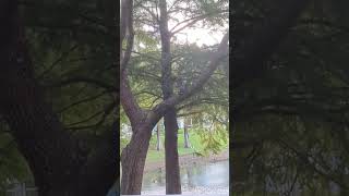 Red Shouldered Hawk has Striped Tail Draped Over Willow Oak Tree Limb Looks Up to See Squirrel [upl. by Folger]