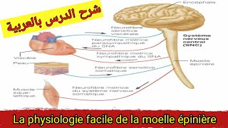 La physiologie de la moelle epiniere درس فيسيولوجية النخاع الشوكي [upl. by Brander]