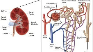 Structure of a nephron [upl. by Hancock]