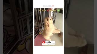 Janwar bolte h ytshorts shortsvideo doglover dogs DOGLOVER0003 [upl. by Yehus]