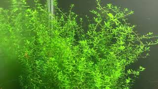 Pearlweed  Hemianthus micranthemoides [upl. by Lasorella]