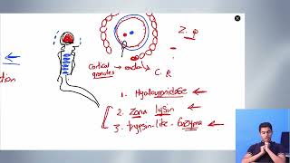 General embryology 5 Ferrtilization [upl. by Maximilian]