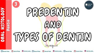 Types of dentin  Predentin  Interglobular dentin  Dr Paridhi Agrawal [upl. by Newcomb]