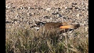 A Clever Bird Killdeer Performs Broken Wing Display and Returns to Nest [upl. by Nylidnam]