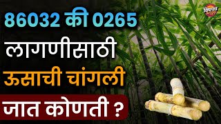 लागणीसाठी ऊसाची चांगली जात कोणती  ऊस लागवड  Us Lagwad  Sugarcane Farming  Vishaych Bhari [upl. by Ardnoek]