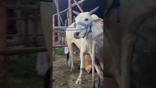 SHANGU Agro Farm CHITTAGONG goruloversofchattga bull viralvideo youtubeshorts [upl. by Ynavoj]