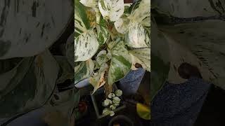 Epipremnum pothosAraceae nature relaxingsound shortvideo 😌😌 [upl. by Washburn]