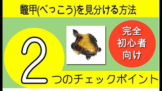 本物の鼈甲べっこうを見分ける方法 べっ甲を見る2つのチェックポイント [upl. by Nevs]