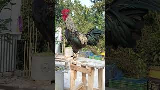 Rooster with the longest crow everrooster chicken roostercrowing roostersound sorts calling [upl. by Liagabba456]