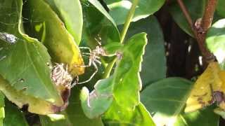 Reproduction Epeire diadème Araneus diadematus [upl. by Olegnaed]