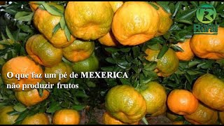 O que faz um pé de MEXERICA não dar frutos [upl. by Ahsieyt753]