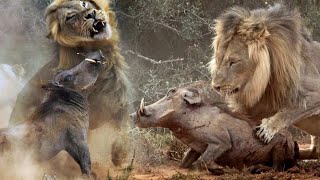 Two Warthog Hunt A Lion And Kill The Lion [upl. by Annaehr]