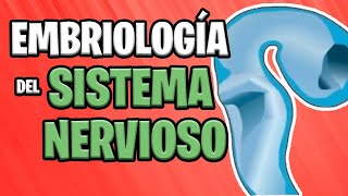 ✅ EMBRIOLOGÍA del SISTEMA NERVIOSO CENTRAL Parte 1° 🧠⚡ [upl. by Heath]