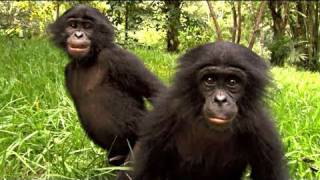 BONOBOS  Bande annonce HD sortie le 30 mars 2011 [upl. by Janaya]