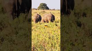 Wow Buffalo almost flipped the car 🙄animals wildanimals wildlife funny animalpark africa fun [upl. by Lux]