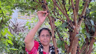 ജബോട്ടിക്കാബ പഴം കേരളത്തിൽ ഇത്രയും നന്നായി കായിക്കുമോ jaboticaba fruit kerala [upl. by Chiquita803]