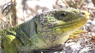 Lagarto ocelado Timon lepidus Primeros planos [upl. by Suivatna]