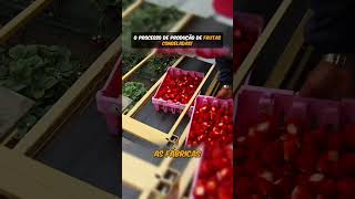 O processo de produção de frutas congeladas [upl. by Ronoel708]