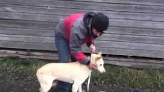 How To Measure For A CanaDog Sleddog Harness [upl. by Aranahs83]