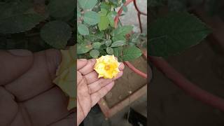 Yellow Rose Blossom Rose ytshorts reels Viralshorts [upl. by Santos]