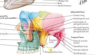 Pterygopalatine fossa 1 [upl. by Mchale]