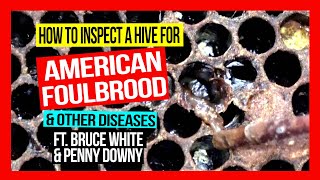 How to Inspect a Hive for American Foulbrood amp Other Bee Diseases [upl. by Bunde697]