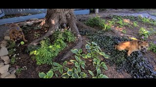 After 2 years bareroot Astilbe plants bloom [upl. by Sergent]