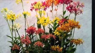 Epidendrum Orchid  Flower Breed Pictures Of Epidendrum Orchid [upl. by Zobkiw]