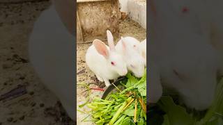 Heathy khurak for rabbits ☘️and visit to channel 🙏 rabbits rabbitlifestyle shorts viralvideo [upl. by Ramin]