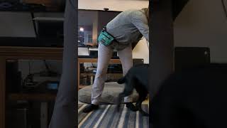 Service Dog Learning to Help with PTSD servicedogtraining shorts ptsd [upl. by Amadeo]