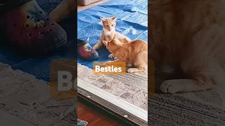 Besties BampJ exchange love taps cutecat funny [upl. by Lewendal1]