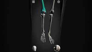 Tibiofemoral joint movement [upl. by Acinot]