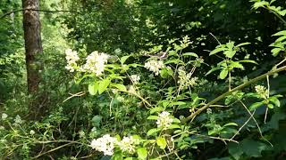 White Admiral Crowsley Woods Sonning Common June 2023 [upl. by Nauht]