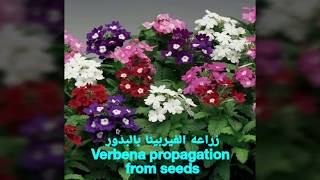 إكثار نبات الفيربينا Verbena propagation بالبذور و العقل [upl. by Laeynad651]