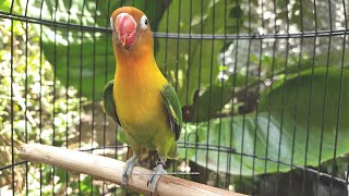 Lovebird Singing and Chirping Sounds  Green Fischer [upl. by Leifer]