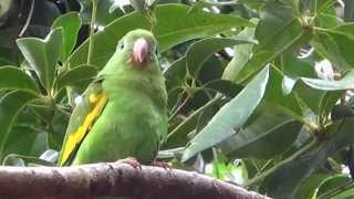 YELLOWCHEVRONED PARAKEET BROTOGERIS CHIRIRI PERIQUITODEENCONTROAMARELO [upl. by Phalan884]