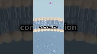 Passive vs Active Transport Cell Membrane Explained [upl. by Ellynn]