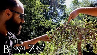 Styling Joeys Large Portulacaria afra Bonsai The Bonsai Zone July 2019 [upl. by Meeki]