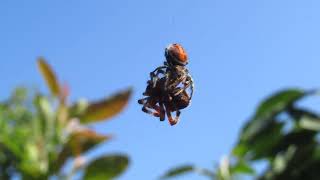 Red jumping spider makes a meal of an Orb spider [upl. by Aisnetroh]