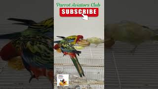 Rosella and Red rump parrots eating together shorts rosella redrumped Parrot bird [upl. by Fabe473]