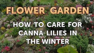 How to Care for Canna Lilies in the Winter [upl. by Llenyt307]