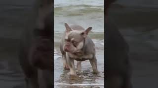 RARE high dna French bulldog boys playing in the sea [upl. by Notyalc280]