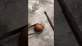 Casting Melting Aluminum into Snail out of Scrap to Make Art shorts viralvideo reels art [upl. by Raybin158]