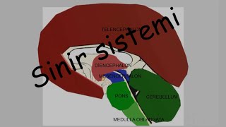 En Temel Sinir Sistemi Anatomisine Giriş [upl. by Ettenot]