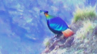 Himalayan Monal Male Bird  1 [upl. by Orimlede]