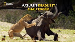 Natures Ultimate Battle  Hostile Planet  हिंदी  Full Episode  S1  E2  Nat Geo Wild [upl. by Ramaj]