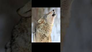 Wolf Howling Sounds [upl. by Reagen]