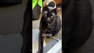 Cat Surrendered By Family Finds His Forever Home  The Dodo [upl. by Shaia]